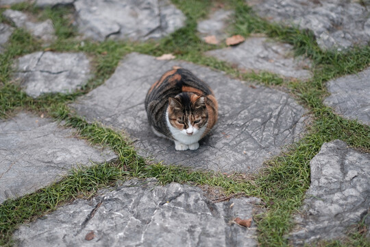 狸花猫