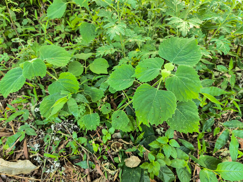 苎麻根