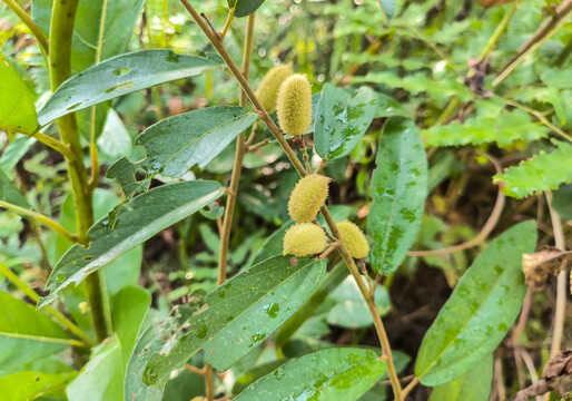 山芝麻