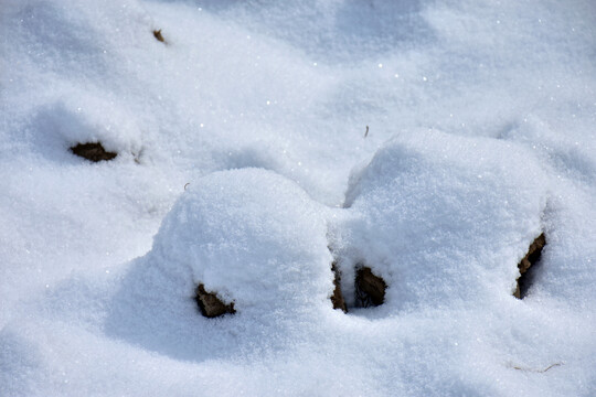 白雪