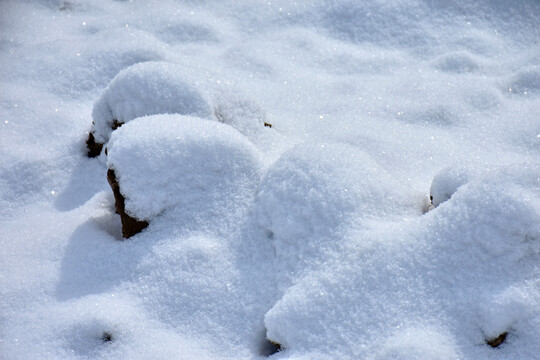 白雪