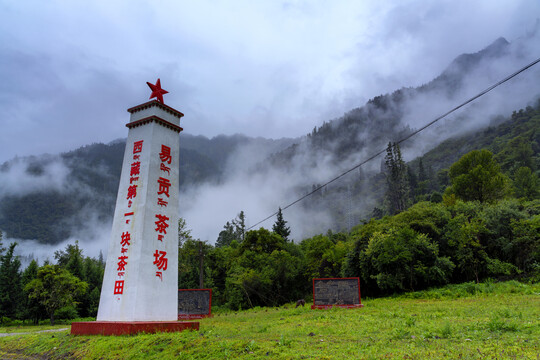 林芝易贡茶场