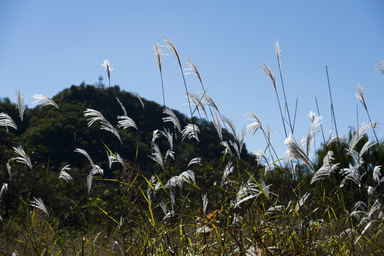 芦花草