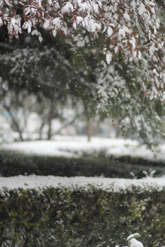 灌木丛上落满了厚厚的积雪