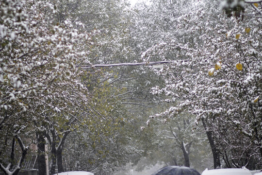 两侧树木上挂满厚厚的积雪