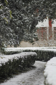 冬天校园里下着大雪