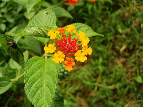 马缨丹花特写