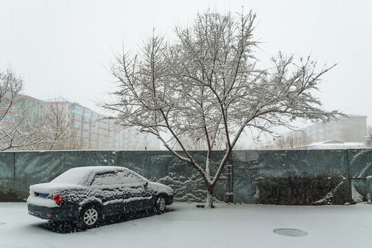 雪压树枝下雪