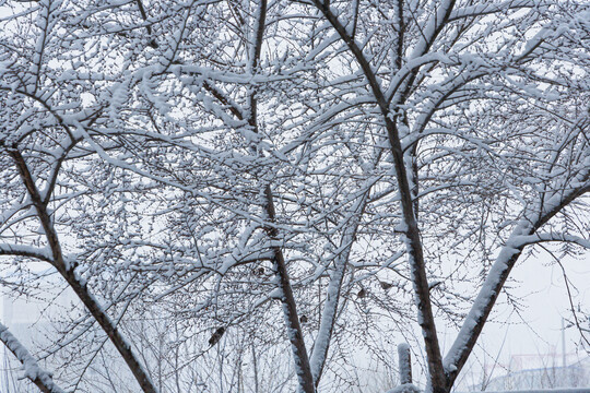 下雪中的树