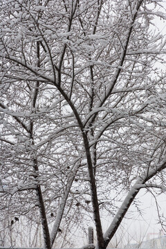 大雪树枝