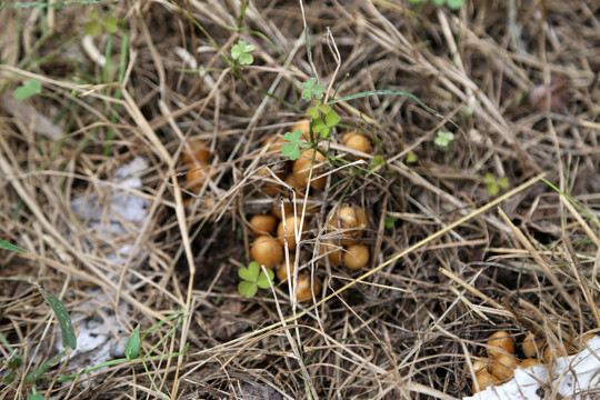 野地里的菌子