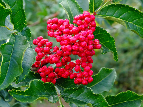 大紅袍花椒
