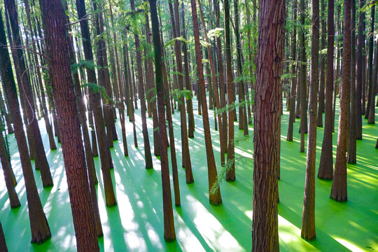 青山湖水上森林
