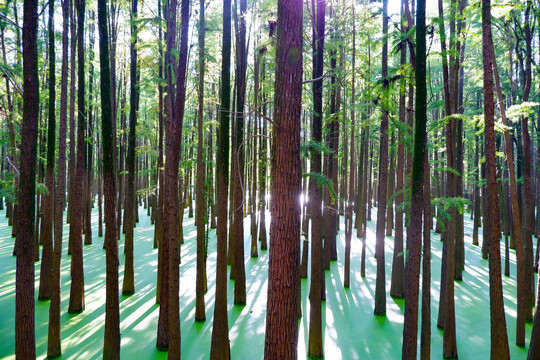 青山湖水上森林