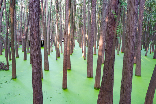 青山湖水上森林