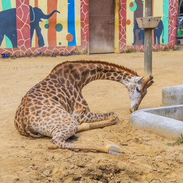 一只卧着低头的长颈鹿