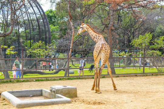 一只站着的长颈鹿与树木