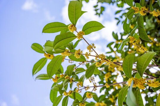 桂花