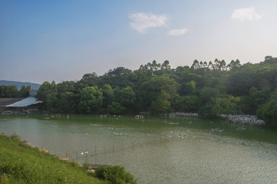 池塘养鸭场乡村风景