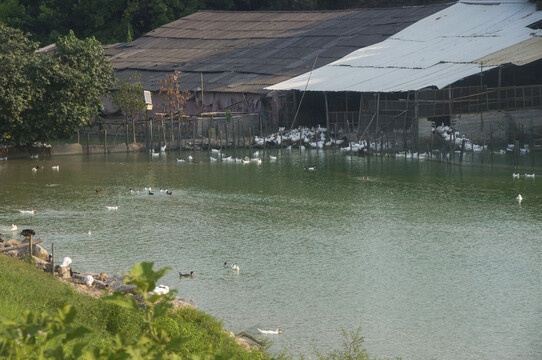 池塘养鸭场景观