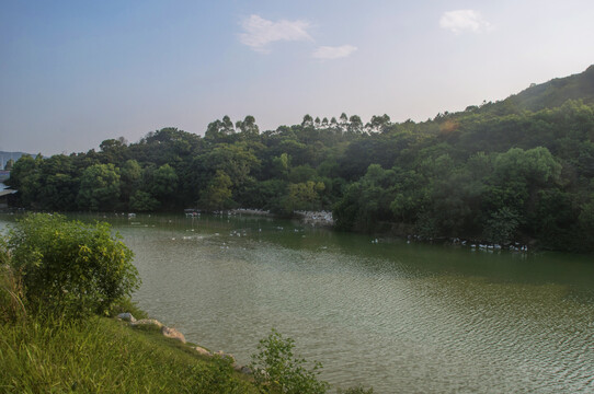 养鸭场水塘风景