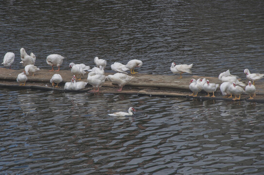水池里一群白鸭子