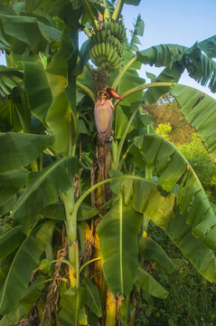 香蕉树果实