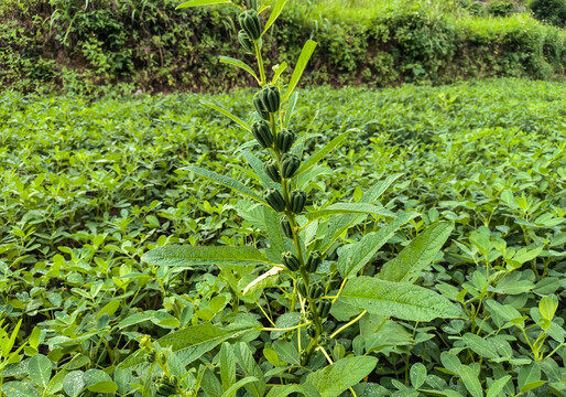 芝麻荚