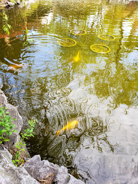 清澈池水中的金黄锦鲤