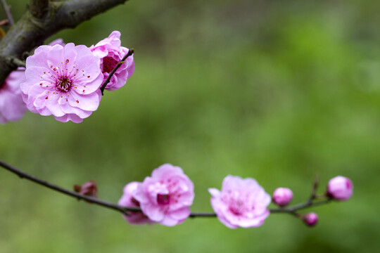 桃花红