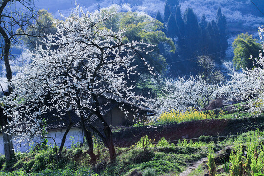 李花盛开