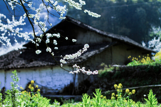 李花开门前