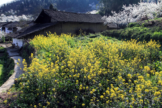 乡村山花烂漫