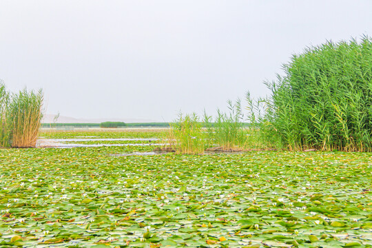 莲池