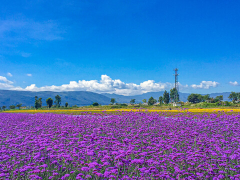 马鞭花海紫色花海