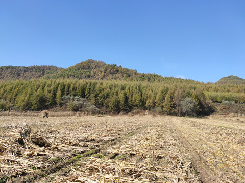 秋收的田地