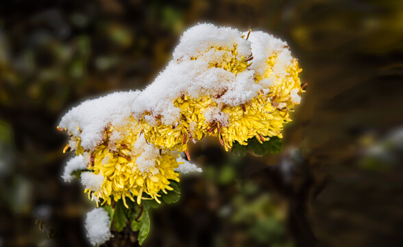 雪菊