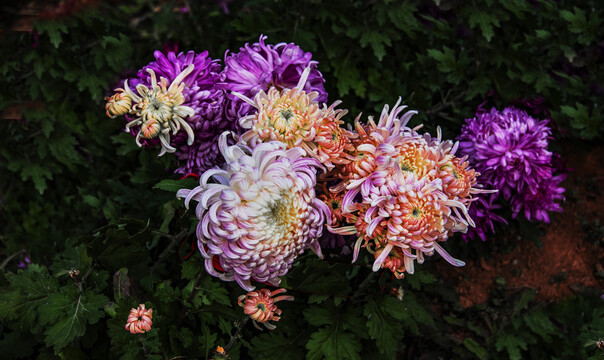 菊花五彩缤纷