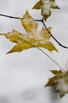 冬天黄色枫叶上面落上的积雪