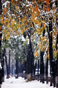 北京冬天雪后雪景图