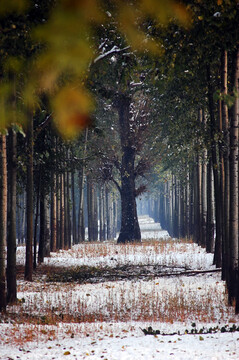 北京冬天雪后雪景图