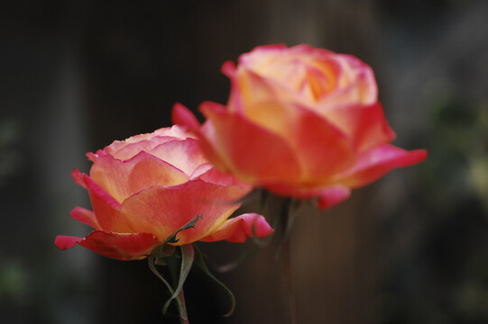 两朵鲜艳漂亮的蔷薇花