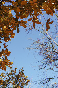 仰头看到黄色树叶和蓝色的天空