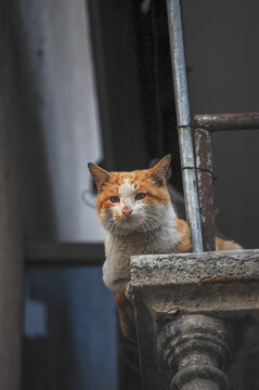 窗台上趴着一只桔色的猫咪