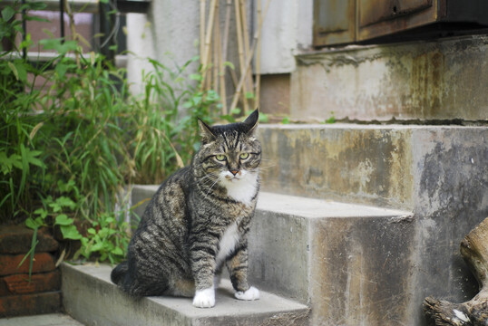 台阶上坐着一只漂亮的狸花猫