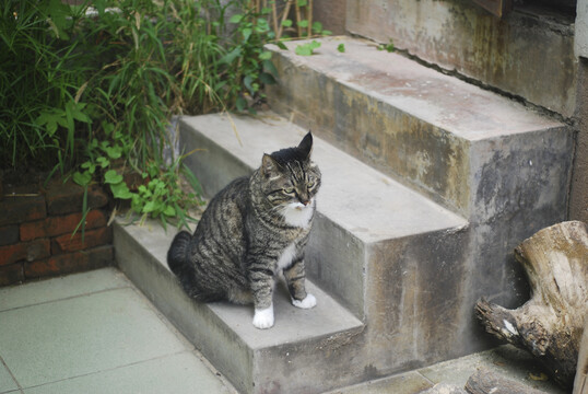 台阶上坐着一只漂亮的狸花猫