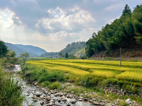 夏天乡村河边稻田风光