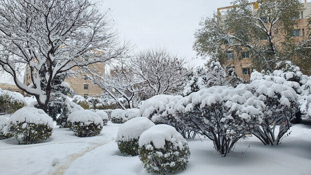 初雪