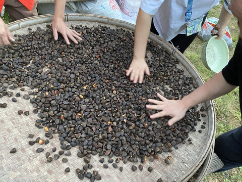 茶油籽手机拍摄