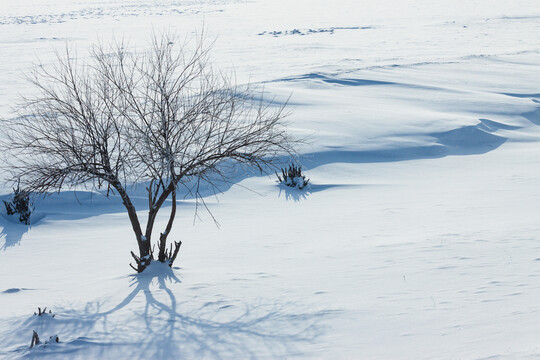 雪原雪地小树